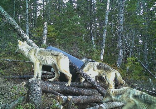 Loups Basse-Côte-Nord