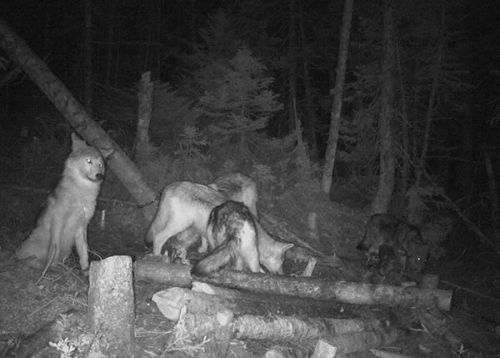 Loups Basse-Côte-Nord