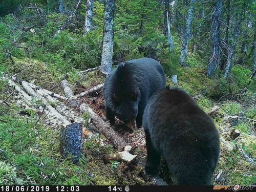 Ours Basse-Côte-Nord