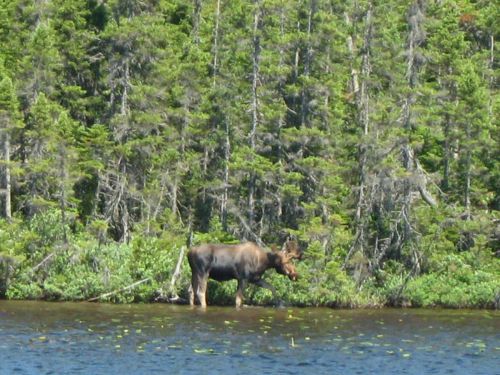 Orignal chasse