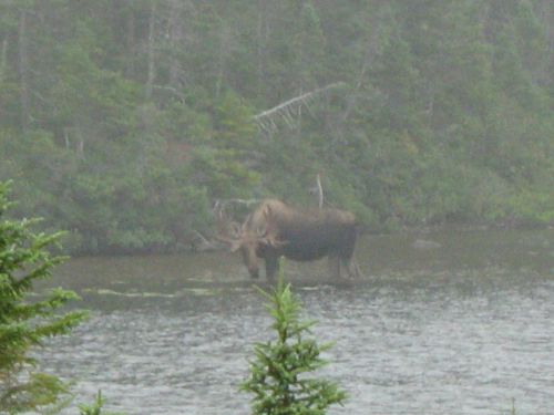 Moose